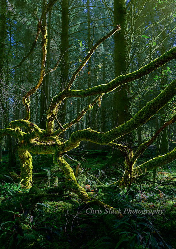 Dartmoor 39
